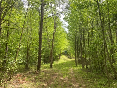 Hunting Land For Sale In Tn. Year Round Water, 107.977 Acres - image 19