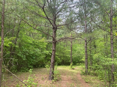 Hunting Land For Sale In Tn. Year Round Water, 107.977 Acres - image 14