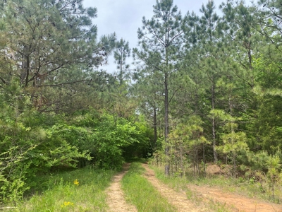 Hunting Land For Sale In Tn. Year Round Water, 107.977 Acres - image 9