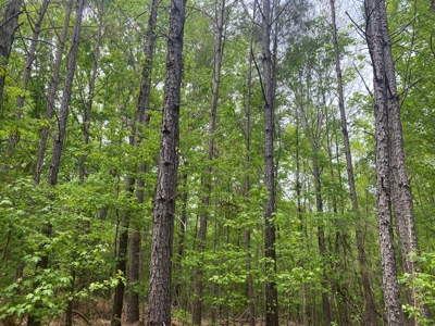 Hunting Land For Sale In Tn. Year Round Water, 107.977 Acres - image 25