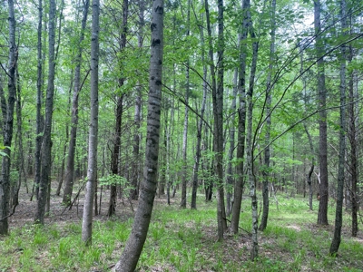 Hunting Land For Sale In Tn. Year Round Water, 107.977 Acres - image 30
