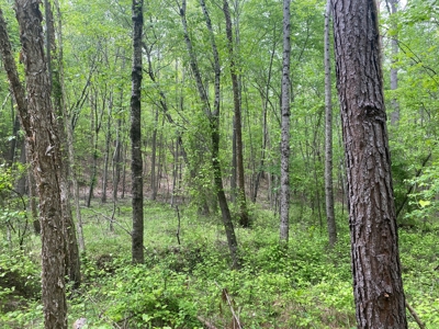 Hunting Land For Sale In Tn. Year Round Water, 107.977 Acres - image 15