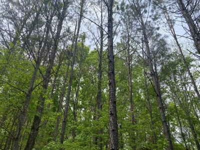 Hunting Land For Sale In Tn. Year Round Water, 107.977 Acres - image 8