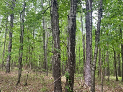 Hunting Land For Sale In Tn. Year Round Water, 107.977 Acres - image 28