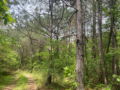 Hunting Land For Sale In Tn. Year Round Water, 107.977 Acres - image 10