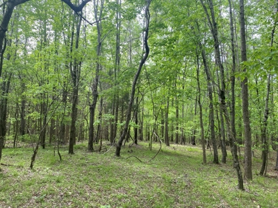 Hunting Land For Sale In Tn. Year Round Water, 107.977 Acres - image 27