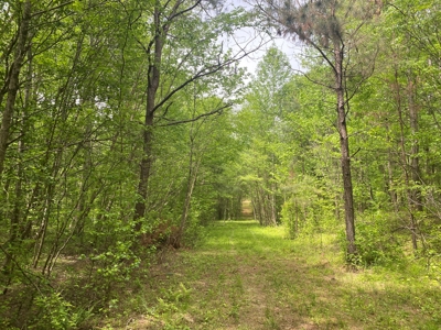 Hunting Land For Sale In Tn. Year Round Water, 107.977 Acres - image 18