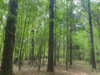 Hunting Land For Sale In Tn. Year Round Water, 107.977 Acres - image 29