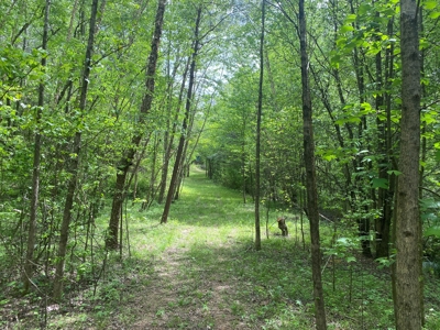 Hunting Land For Sale In Tn. Year Round Water, 107.977 Acres - image 20