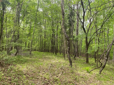 Hunting Land For Sale In Tn. Year Round Water, 107.977 Acres - image 26