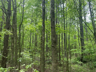 Hunting Land For Sale In Tn. Year Round Water, 107.977 Acres - image 17
