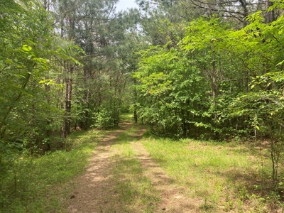 Hunting Land For Sale In Tn. Year Round Water, 107.977 Acres - image 11