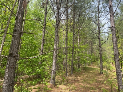 Hunting Land For Sale In Tn. Year Round Water, 107.977 Acres - image 21