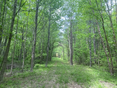Hunting Land For Sale In Tn. Year Round Water, 107.977 Acres - image 16
