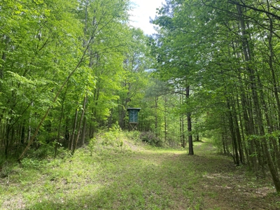 Hunting Land For Sale In Tn. Year Round Water, 107.977 Acres - image 7