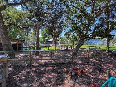 Sunflower Cottage - Steinhatchee Landing! - image 39