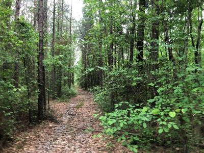 Small Hunting Land Parcel for Sale in Grant County, Arkansas - image 2