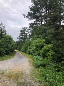 Timberland W/ Utilities on Road near Sheridan, AR for Sale - image 3