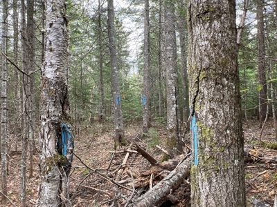Bear Mountain Homesite - image 4