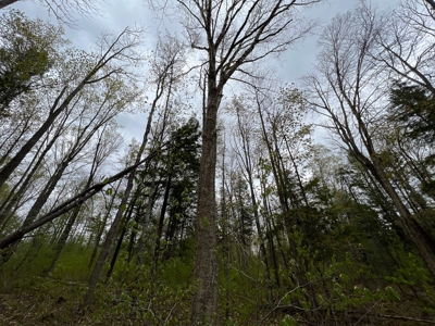 Bear Mountain Homesite - image 8