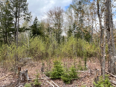 Bear Mountain Homesite - image 6