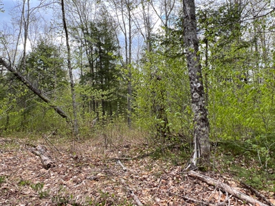 Bear Mountain Homesite - image 2