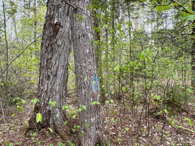 Bear Mountain Homesite - image 7