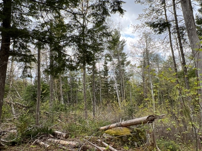 Bear Mountain Homesite - image 3