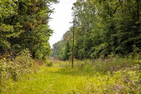 455 Acres for Sale Hunting Land in Claiborne County, MS - image 25