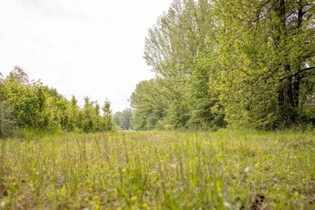 455 Acres for Sale Hunting Land in Claiborne County, MS - image 5