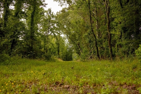 455 Acres for Sale Hunting Land in Claiborne County, MS - image 4