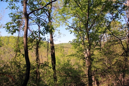 Hunting Land  Near Eureka Springs, Ar - image 3