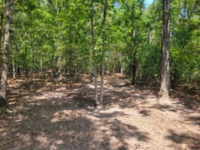 Hunting Land  Near Eureka Springs, Ar - image 22