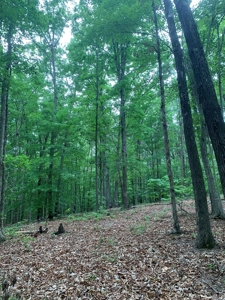 The Bluff Of Bluestone On Kerr Lake, VA - image 20