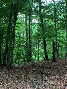 The Bluff Of Bluestone On Kerr Lake, VA - image 15