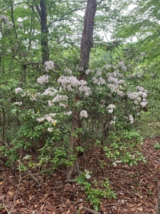 The Bluff Of Bluestone On Kerr Lake, VA - image 21