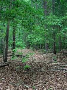 The Bluff Of Bluestone On Kerr Lake, VA - image 16