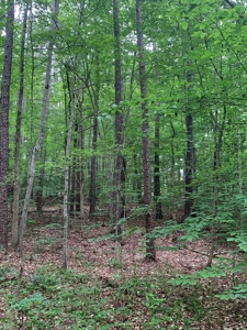The Bluff Of Bluestone On Kerr Lake, VA - image 29