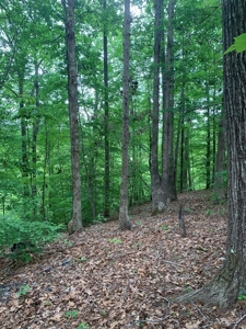 The Bluff Of Bluestone On Kerr Lake, VA - image 14