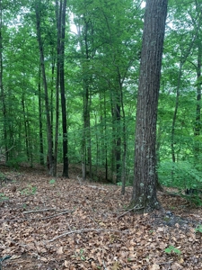 The Bluff Of Bluestone On Kerr Lake, VA - image 13