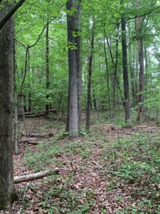The Bluff Of Bluestone On Kerr Lake, VA - image 28