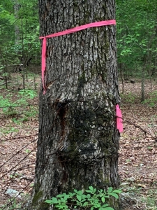 The Bluff Of Bluestone On Kerr Lake, VA - image 18