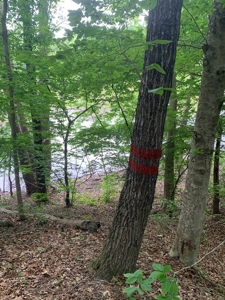 The Bluff Of Bluestone On Kerr Lake, VA - image 22