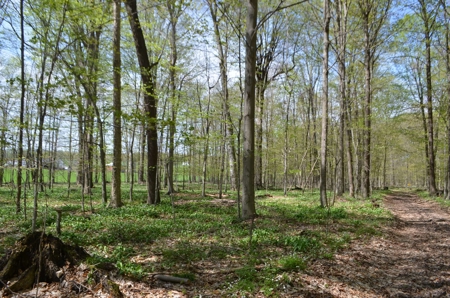 Quality wooded/hunting/building parcel Shawano County - image 7