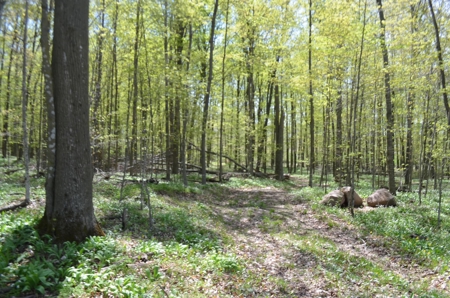 Quality wooded/hunting/building parcel Shawano County - image 44