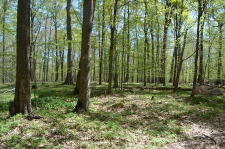 Quality wooded/hunting/building parcel Shawano County - image 33