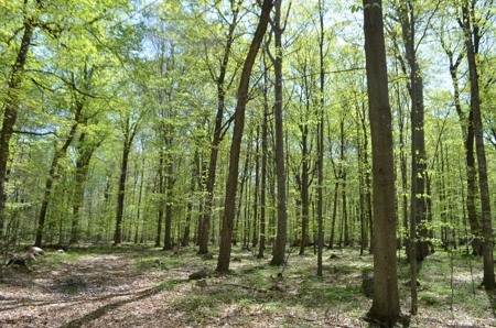 Quality wooded/hunting/building parcel Shawano County - image 29