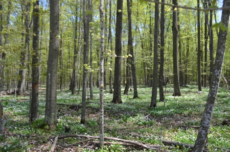 Quality wooded/hunting/building parcel Shawano County - image 43