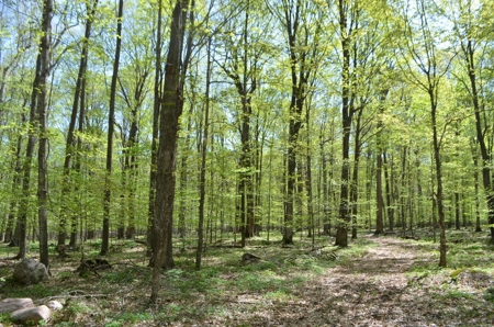 Quality wooded/hunting/building parcel Shawano County - image 27
