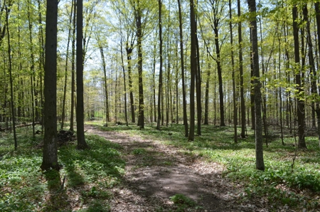 Quality wooded/hunting/building parcel Shawano County - image 4